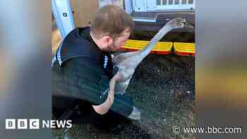 Swan rescued from busy main road by police