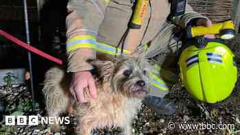 Curious dog Scruff back home after coming unstuck