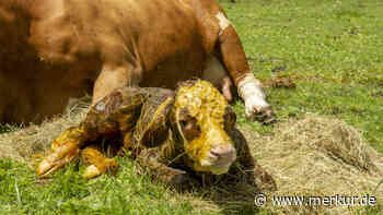 „Kalb erblickt glücklich und zufrieden das Licht der Erde“: Polizei hilft Kuh bei Geburt