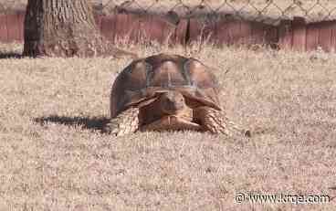 Pet tortoise, missing over 2 months, found 100 feet from Oklahoma home