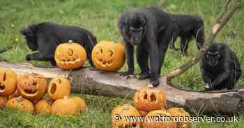 Trick or treat? Halloween comes early for animals at Whipsnade Zoo
