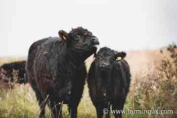 Scottish cattle numbers continue to decline following long-term trend