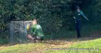 Parrots that escaped from London Zoo found 60 miles away in Cambridgeshire village