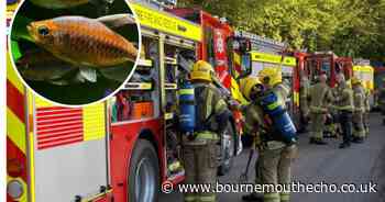 Fish tank to blame for property fire in block of flats
