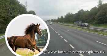 Horse killed and four people injured in early-morning motorway crash
