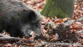 Wildschwein-Alarm in der Wolfsburger Kreuzheide