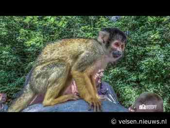TIP 2 HERFSTVAKANTIE: Apenstreken beleven met het hele gezin, of zelf voor aap staan!