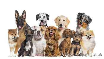 Vet warns popular dog breed loved by celebrities including Lady Gaga and The Rock is at high risk of a painful condition