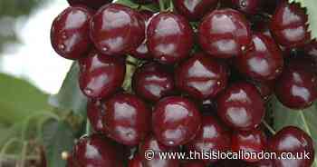 Bring some sweet joy to your garden and grow your own Cherry bush!