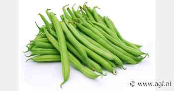 No Waste Army vindt afzet voor 100 ton sperziebonen van Brabantse teler