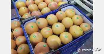 Opnieuw oogstdaling van Israëlische grapefruit