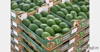 Eerste lading Marokkaanse Hass avocado naar Nederland