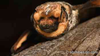 It's almost Halloween. That means it's time for a bat beauty contest