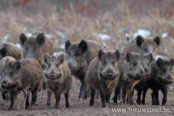 GEMEENTERAAD. Everzwijnen duiken op aan Bocholtse grens