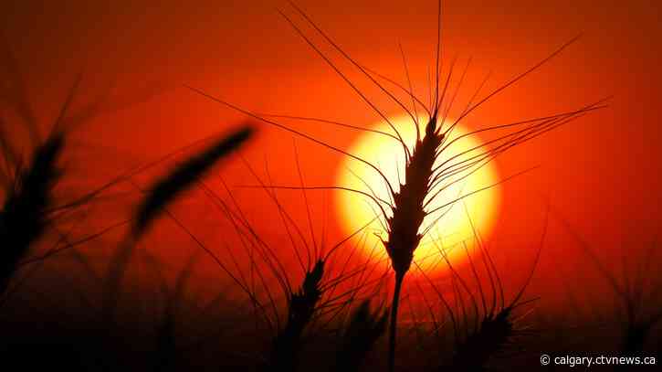 Canada on track to be world's third-largest wheat exporter in '24-25 crop year