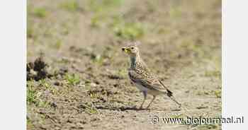 Nomineer een akkerbouwer voor de Gouden Leeuwerik