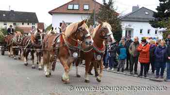 Peta fordert Verbot von Pferdekutschen bei Prozessionen
