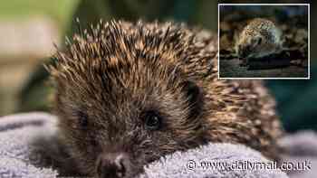 The hedgehog is heading for EXTINCTION: Numbers have fallen by 33% in Europe - with the species now listed as 'near threatened'