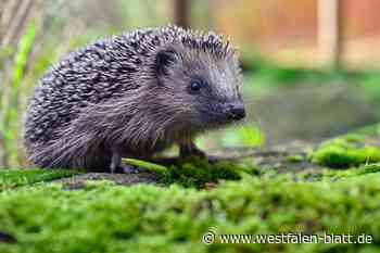 Stadt Bielefeld hilft Igeln - Gartenbesitzer können mitmachen