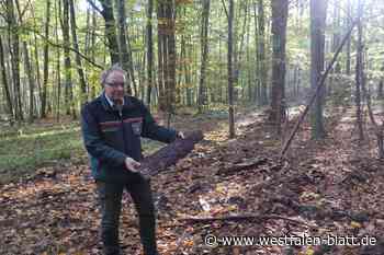 20 Kubikmeter Holz in Borchen gestohlen