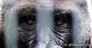 ‘Iconic’ 52-year-old gorilla at Toronto Zoo showing ‘concerning health symptoms’