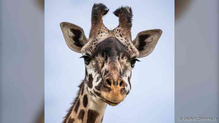 Calgary Zoo welcomes new giraffe Amani as part of breeding program