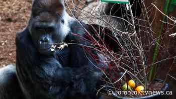 Toronto Zoo's 'iconic' gorilla displaying 'concerning health symptoms'