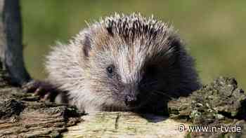 Das Problem ist der Mensch: Der Igel wird zur bedrohten Art