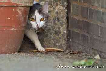 Warburg hat jetzt einen Tierschutz-Verein