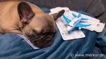 Hund stirbt auf Flug von New York nach San Francisco – doch was war passiert?