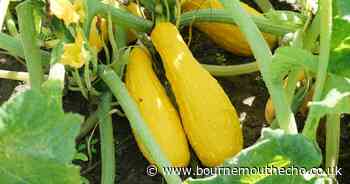 These are the 3 foods that 'will increase your chances of living past 90'