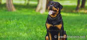 Haustierhaltung wird teurer: So senken Tierhalter die Kosten effektiv