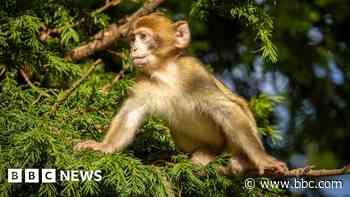 Your photos: Magnificent monkeys and mushrooms