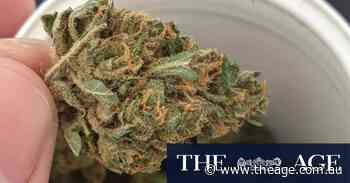 The Age wins court battle over medicinal cannabis investigation