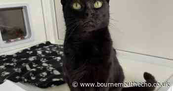 National Black Cat Day sparks adoption post from rescue centre