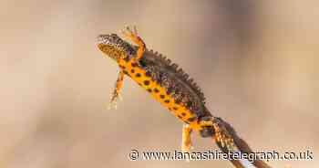 Wildlife Trust appeal to save newts and their habitats in Lancashire