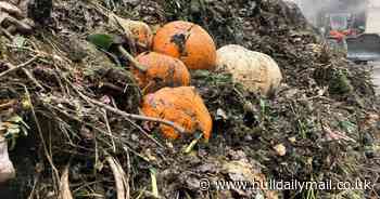 Hull residents urged to dispose of Halloween pumpkins responsibly
