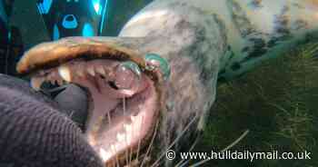 Moment seal 'takes bite' of diver's leg during underwater encounter