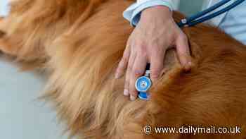 Common heart condition which plagues small dogs can be picked up by AI, scientists say