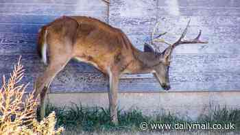 New Yorkers urged not to eat venison as brain wasting disease is found in deer for first time in 20 years