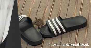 Carer woken up in Premier Inn as 'hamster-sized' mouse ran across her face