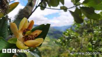 Alarm call as world's trees slide towards extinction