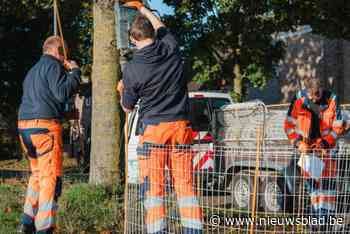 Ruim honderd tijdelijke korven vangen bladafval van openbare laanbomen op