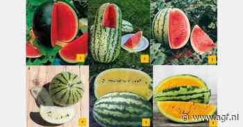 Gestage groei voor EU-markt voor watermeloenen