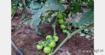 Drie weken eerder dan vorig jaar tomaten beschikbaar in Almería