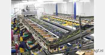 Costa Rica heeft goede logistiek nodig voor ananasexport Verre Oosten