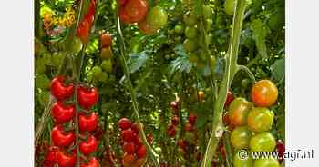 Tomaten op z'n kop rijpen