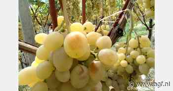 Is de kleine druivenoogst op Sicilië een probleem geweest?