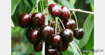 Exirel krijgt officiële toelating in kersen- pruimen- en druiventeelt