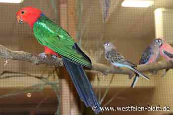 Vogelzüchter präsentieren bunte Schätze in Lipplinger Gemeindehalle